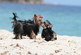 YORKSHIRE TERRIER 113